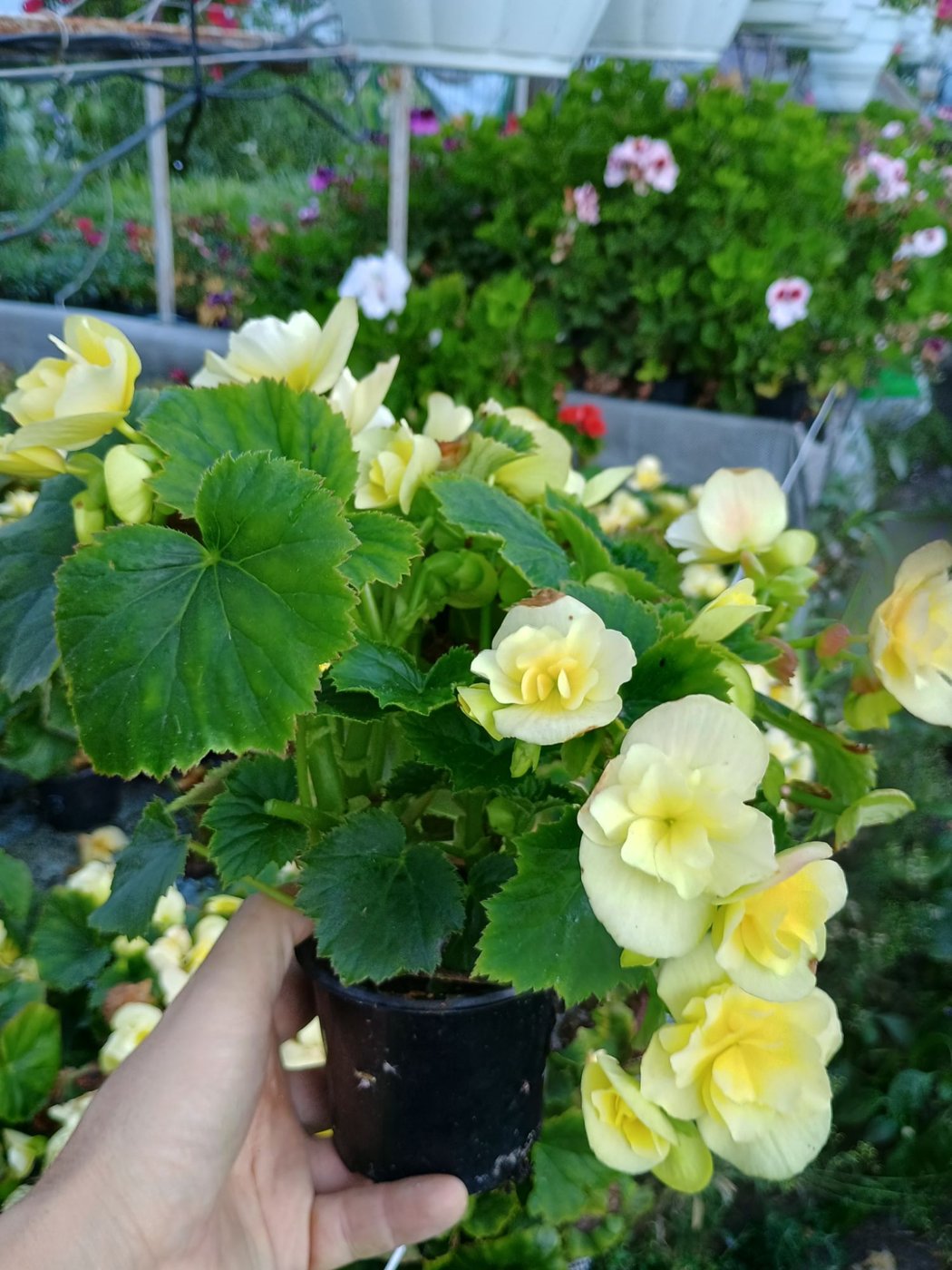 Жовта Соленія в рассадному стаканчику